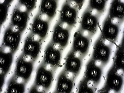 Рис. 7. Цифровая фотография 1%-ного поля