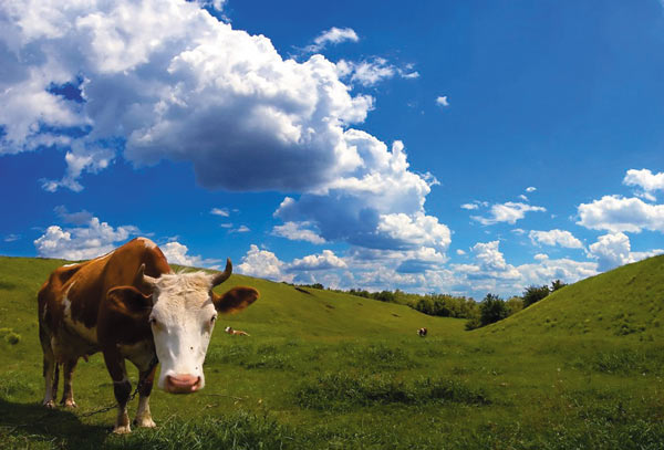 Рис. 5. Исходная фотография коровы (а); результат применения команды Свободное трансформирование (б); результат применения команды Масштаб с учетом содержимого без предварительных настроек инструмента (в); результат применения команды Масштаб