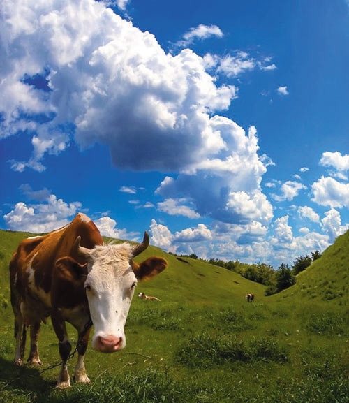 Рис. 5. Исходная фотография коровы (а); результат применения команды Свободное трансформирование (б); результат применения команды Масштаб с учетом содержимого без предварительных настроек инструмента (в); результат применения команды Масштаб