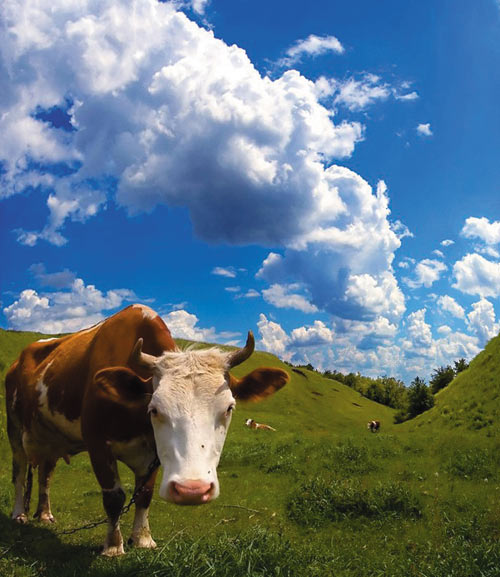 Рис. 5. Исходная фотография коровы (а); результат применения команды Свободное трансформирование (б); результат применения команды Масштаб с учетом содержимого без предварительных настроек инструмента (в); результат применения команды Масштаб