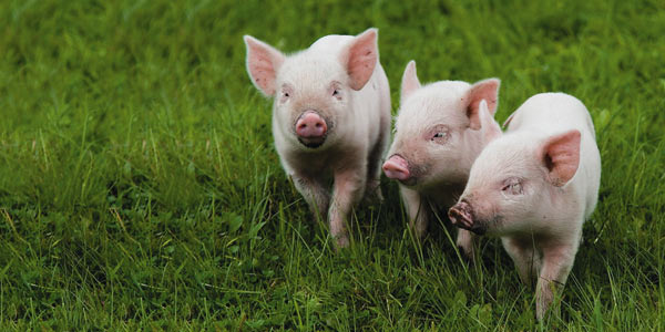 Рис. 7. Исходная фотография поросят (а); результат применения команды Масштаб с учетом содержимого с защитой от воздействия пикселов, по цвету близких к оттенкам кожи (б)