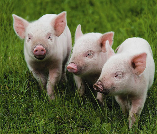 Рис. 7. Исходная фотография поросят (а); результат применения команды Масштаб с учетом содержимого с защитой от воздействия пикселов, по цвету близких к оттенкам кожи (б)