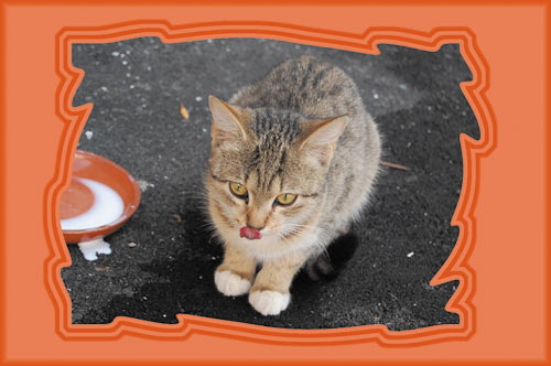 Рис. 13. Примеры использования фильтра Зигзаг из группы Искажение: а — для рисования кругов на воде, б — для закручивания краев рамки