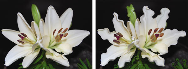 Рис. 24. Исходное изображение лилий (а) и результат его обработки фильтром Пластика (б)